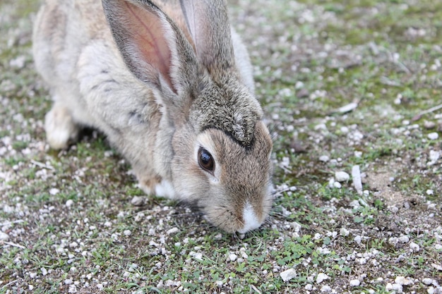 Foto close-up van een konijn op het veld