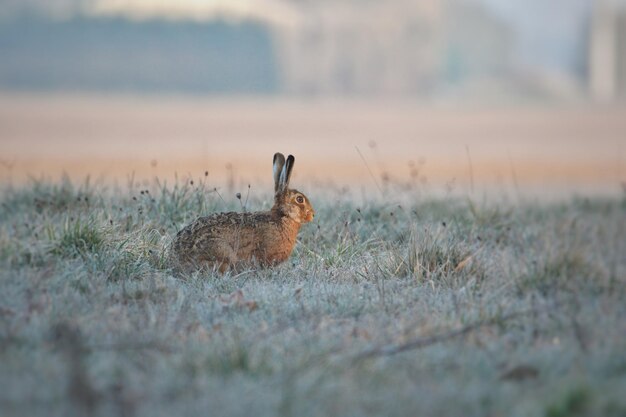 Foto close-up van een konijn op het veld