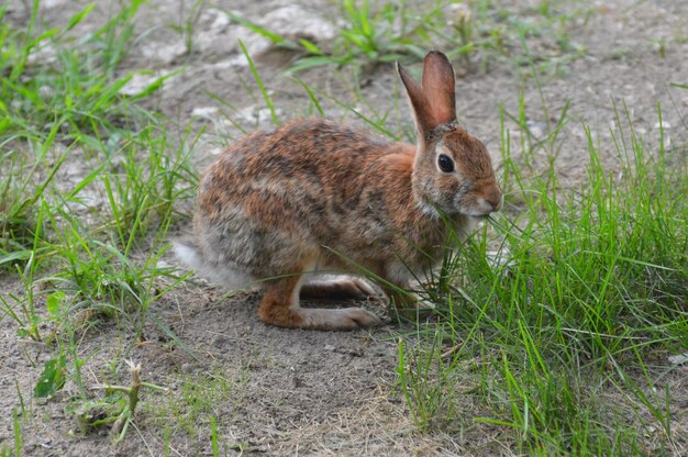 Foto close-up van een konijn op het veld