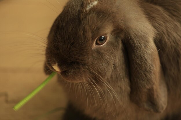 Foto close-up van een konijn