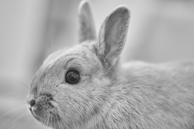 Foto close-up van een konijn