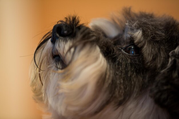 Foto close-up van een konijn