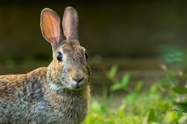 Foto close-up van een konijn