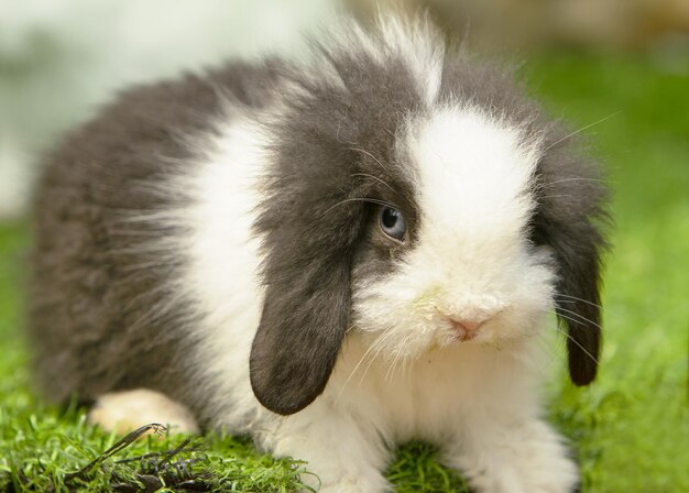 Foto close-up van een konijn