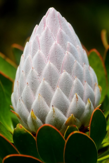 close up van een koning protea knop