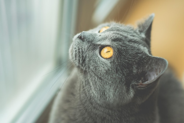 Close-up van een kortharige kat