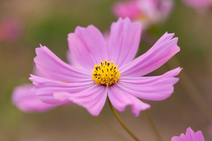 Foto close-up van een kosmosbloem die buiten bloeit
