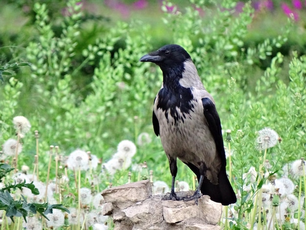 Close-up van een kraai die op een rots zit