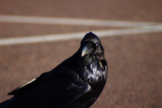 Foto close-up van een kraai