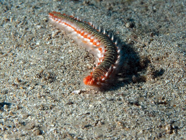 Foto close-up van een krab in de zee