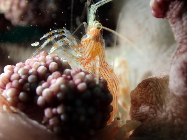 Close-up van een krab in de zee