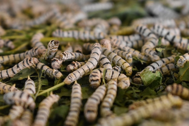 Foto close-up van een krab op een plant