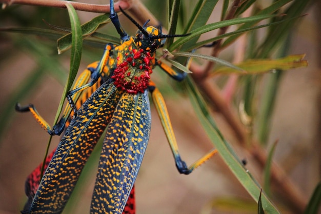 Foto close-up van een krab op een plant