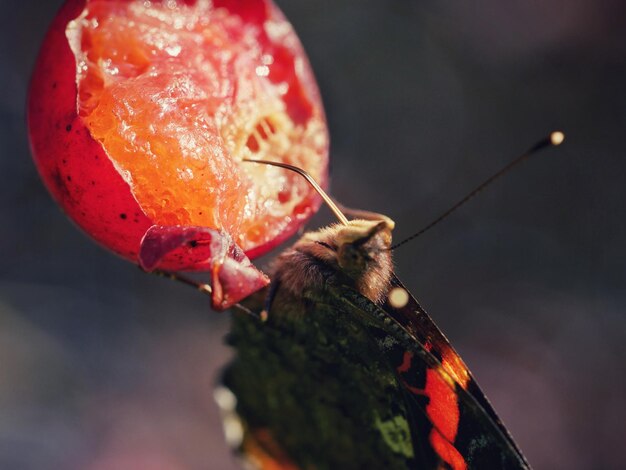 Close-up van een krab op een rood blad