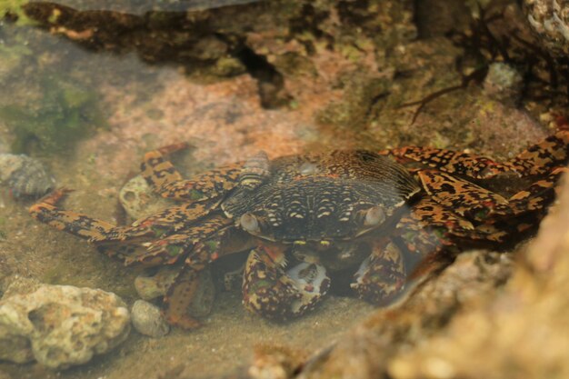 Foto close-up van een krab op een rots in de zee