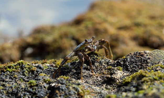 Close-up van een krab op een rots op het strand