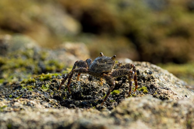 Close-up van een krab op een rots op het strand