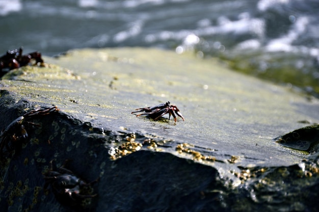 Foto close-up van een krab op een rots