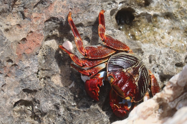 Foto close-up van een krab op een rots