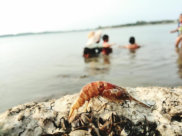 Close-up van een krab op het strand tegen de lucht