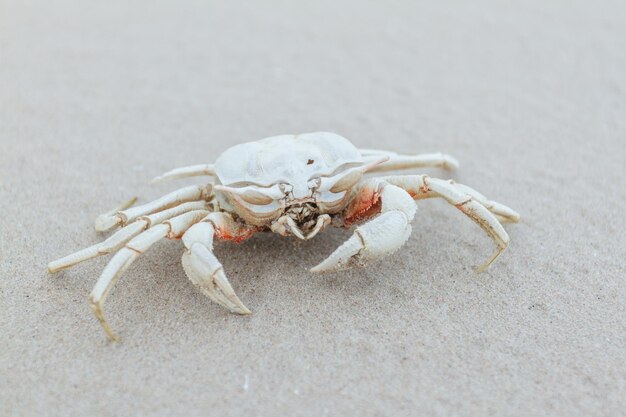 Close-up van een krab op het strand