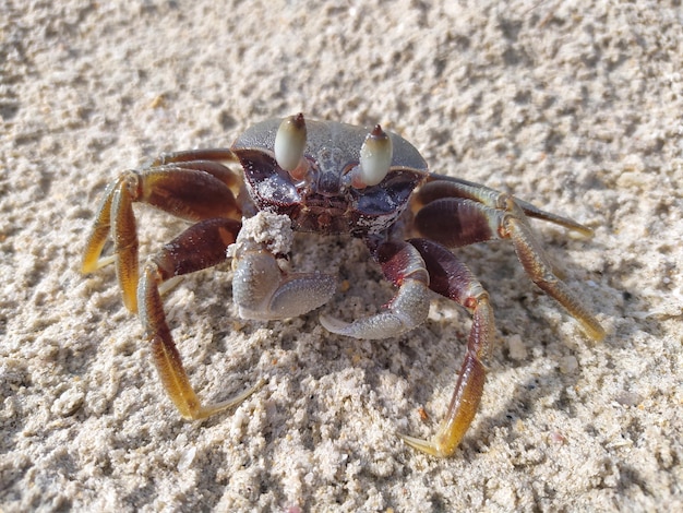 Foto close-up van een krab op het strand