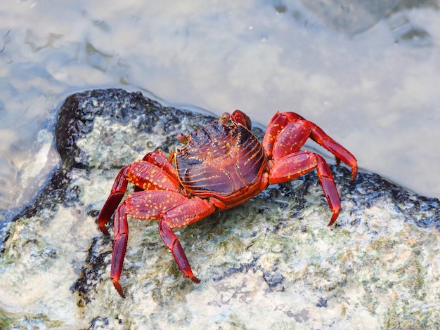 Close-up van een krab op het strand