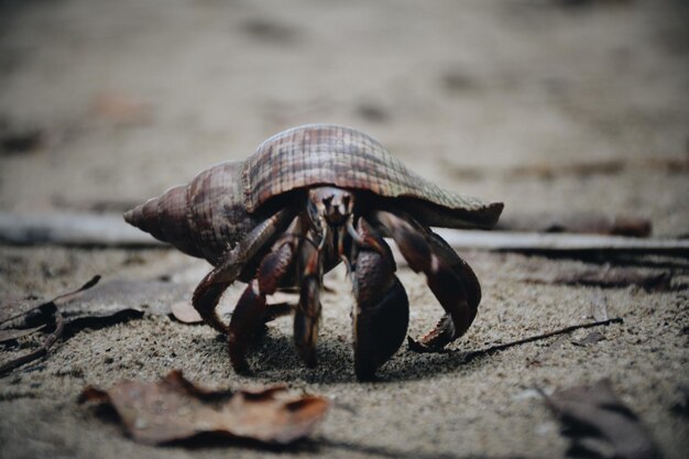 Foto close-up van een krab op het strand