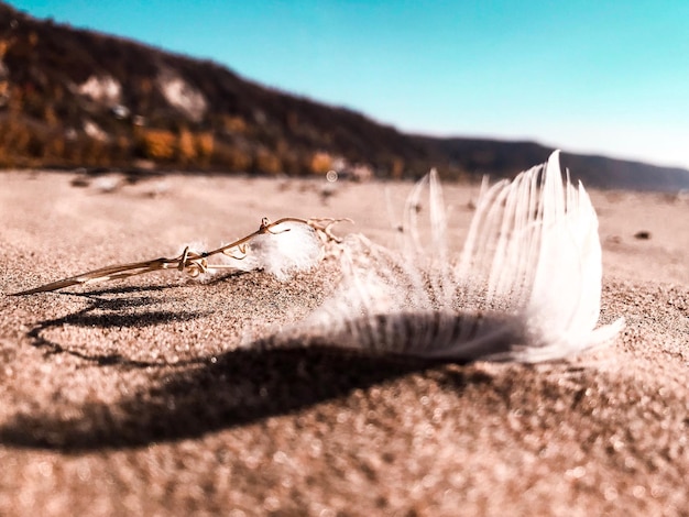 Foto close-up van een krab op het zand