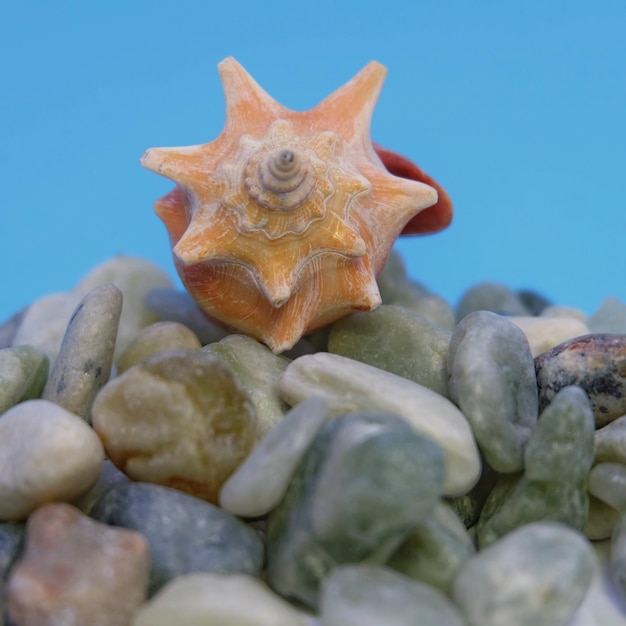 Foto close-up van een krab op kiezelstenen