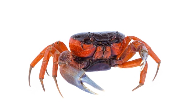 Close-up van een krab op witte achtergrond