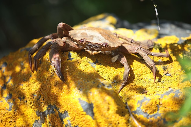 Close-up van een krab