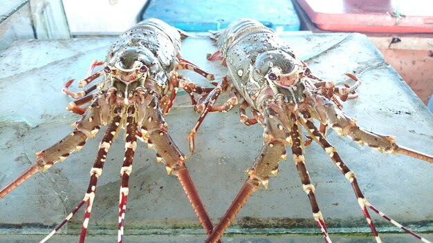 Foto close-up van een krab