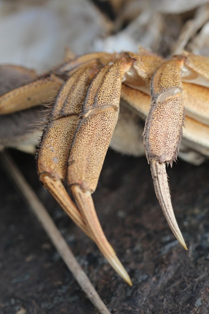 Foto close-up van een krab