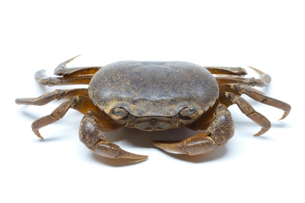 Foto close-up van een krab