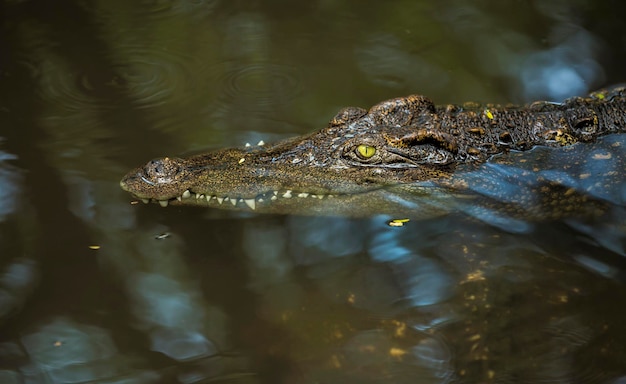 Close-up van een krokodil die in een meer zwemt
