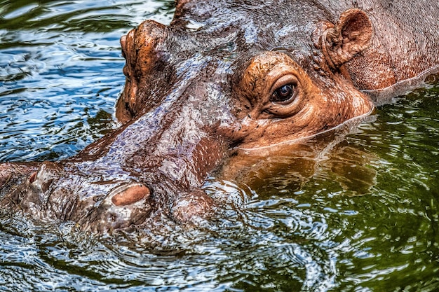 Foto close-up van een krokodil in een meer