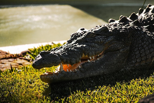 Foto close-up van een krokodil in het meer