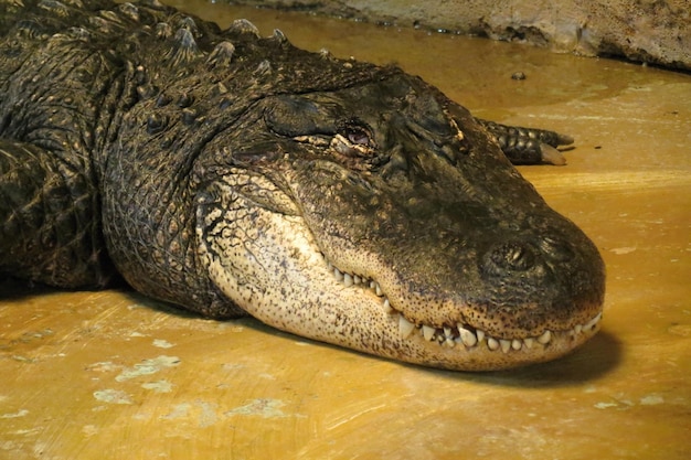 Foto close-up van een krokodil in het water