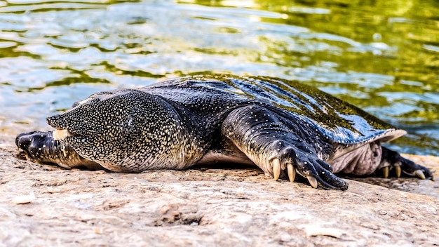 Foto close-up van een krokodil in het water