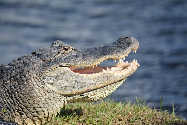 Close-up van een krokodil in het water