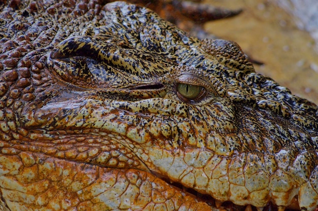 Foto close-up van een krokodil in zee