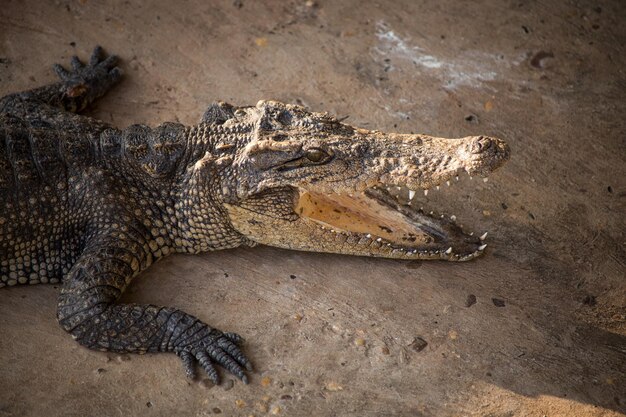 Foto close-up van een krokodil op het land