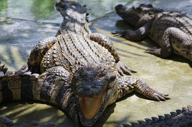 Foto close-up van een krokodil