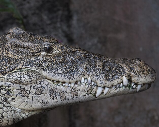 Foto close-up van een krokodil