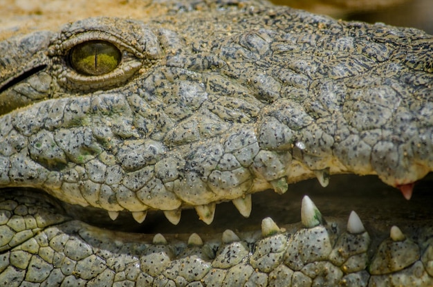 Close-up van een krokodil