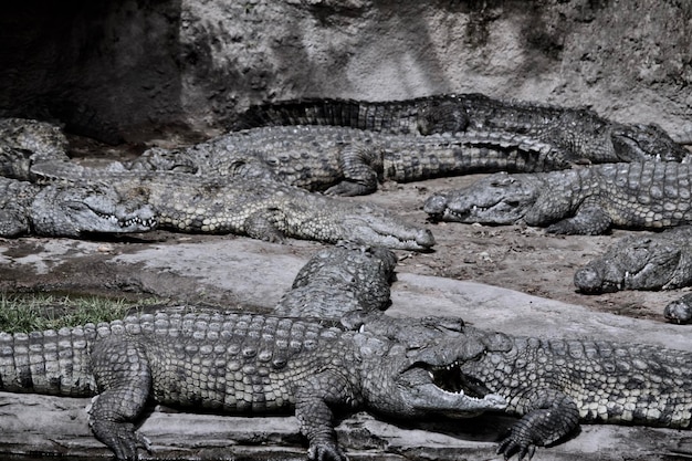 Foto close-up van een krokodil