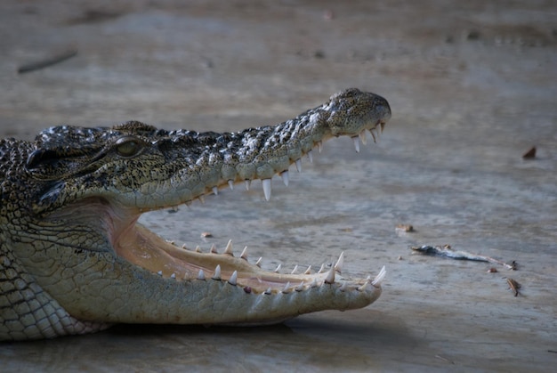 Close-up van een krokodil