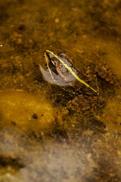 Foto close-up van een krokodil