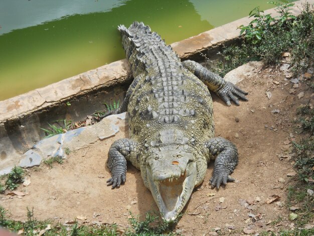 Close-up van een krokodil